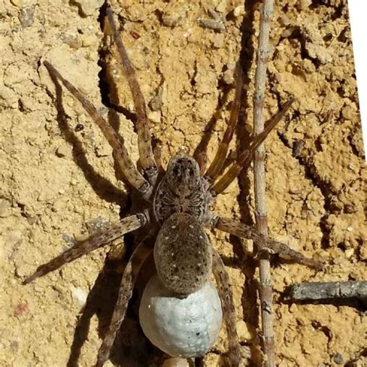 Is That A Pregnant Spider Lurking In Your Home?