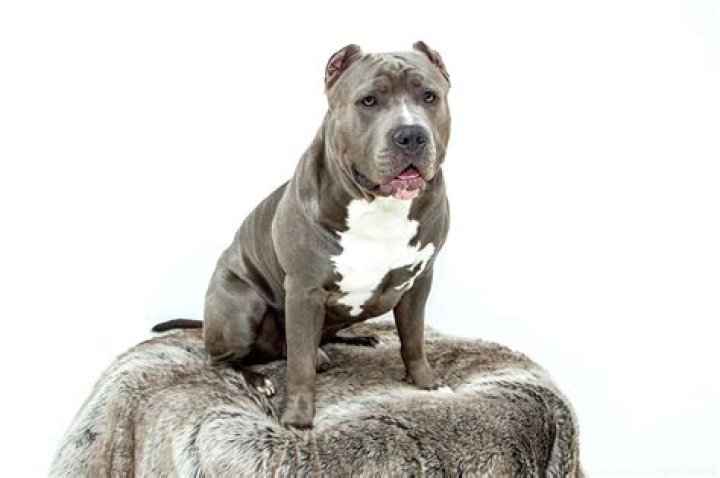 Pitbull Ethnic Background: Unraveling The Origins And History