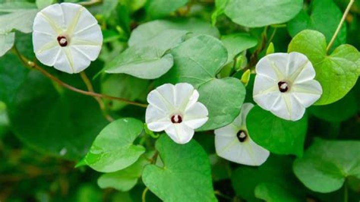 Sebastian Stan's Love Life: A Comprehensive Guide